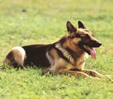 Adestramento de cães em Passo Fundo